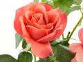 Kunstrose mit 2 Blüten und 1 Knospe rosa