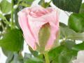 Kunstrose mit 6 Blüten und 3 Knospen rose